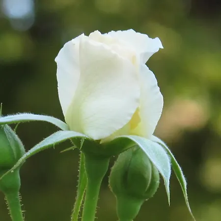 호텔 La Maison De Sophie